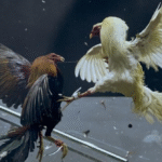 Sabung Ayam Online Transformasi Tradisi Ke Dunia Digital