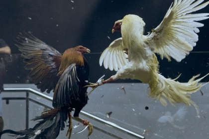 Sabung Ayam Online Transformasi Tradisi Ke Dunia Digital