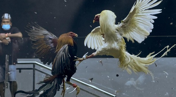 Sabung Ayam Online Transformasi Tradisi Ke Dunia Digital